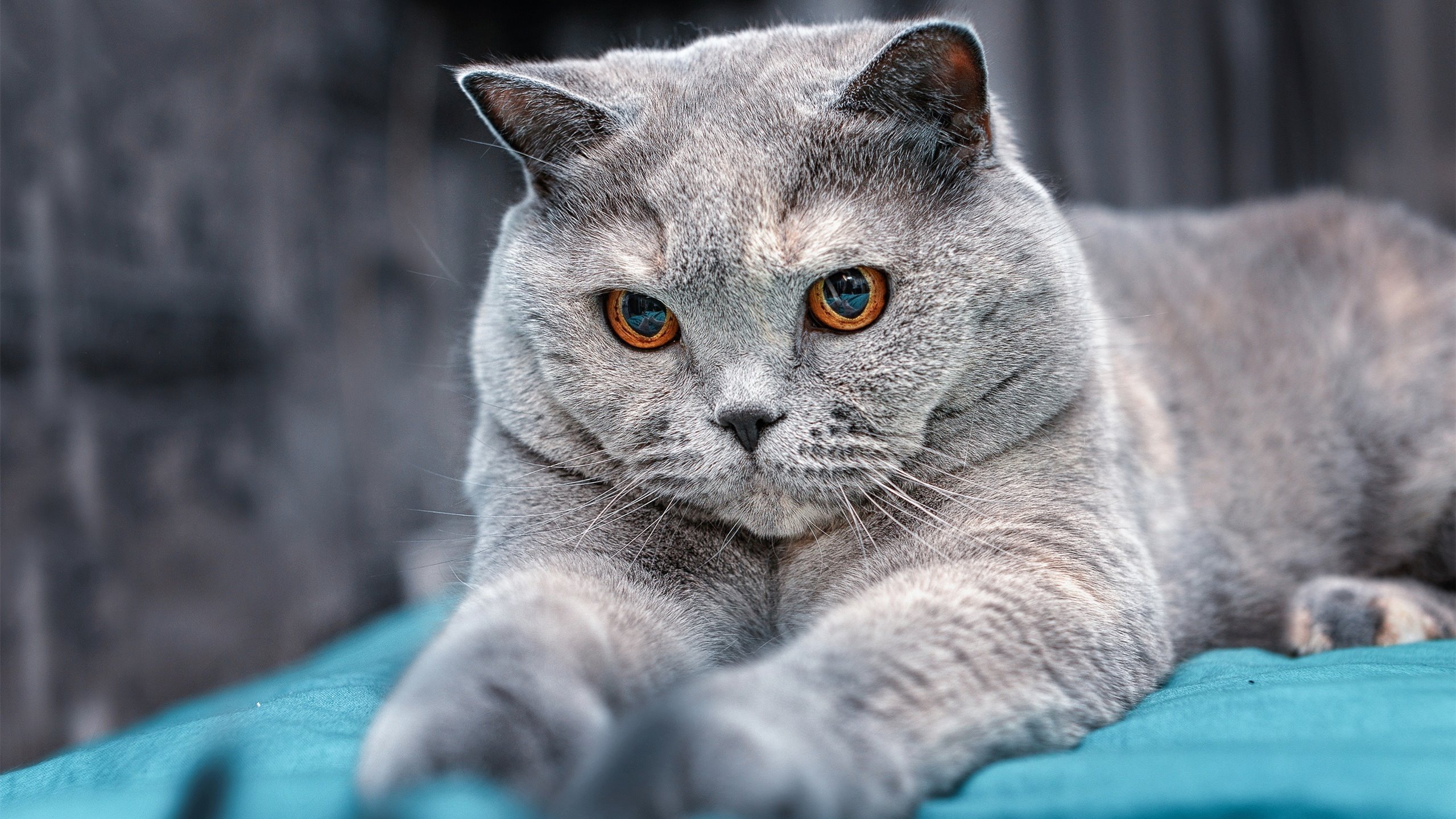 开云体育登录-错位的终场哨，一场被误读的欧冠决赛如何点燃了安哥拉篮球的荣耀时刻