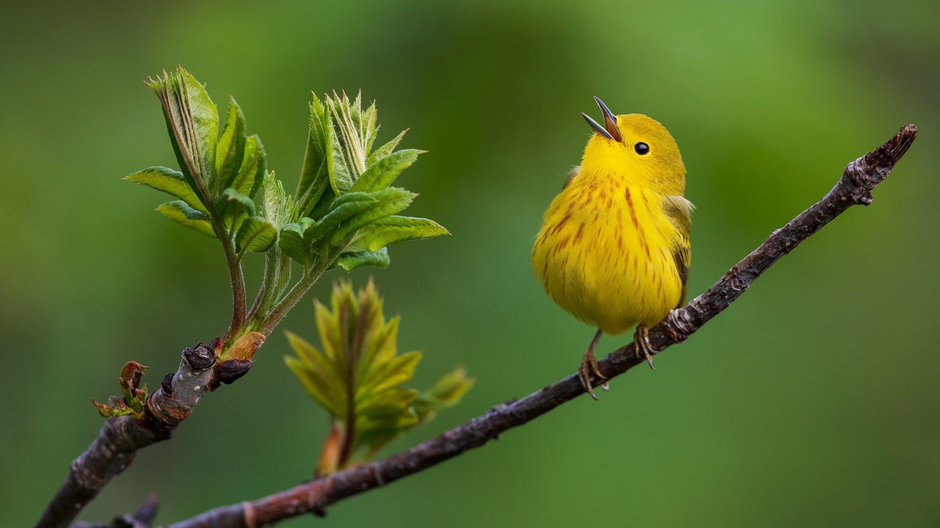 开云体育入口-绿茵双重奏，奥亚尔萨瓦尔个人英雄主义爆发，突尼斯团队合力提前终结安哥拉悬念