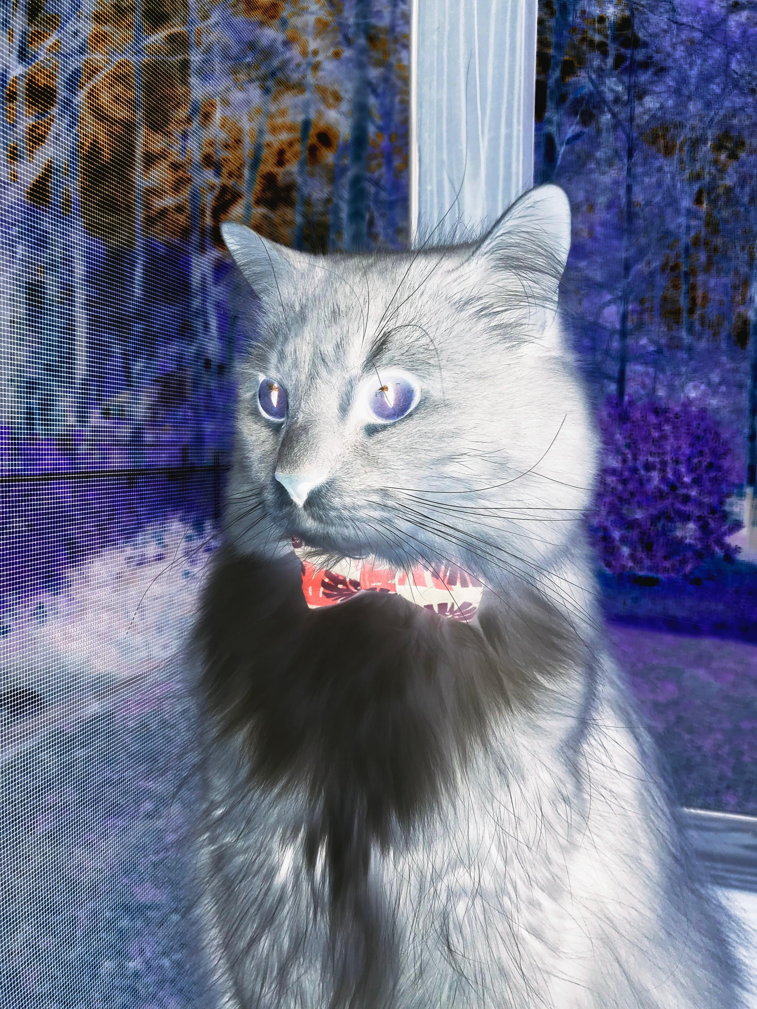 极限时刻,沉默英雄凯塞多一剑封喉,贝蒂斯雨夜颠覆曼城王朝序章