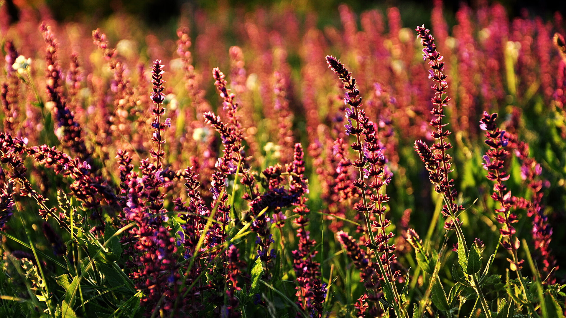 雪鹰掠过潘帕斯,当哈兰德成为奥地利的外籍元帅