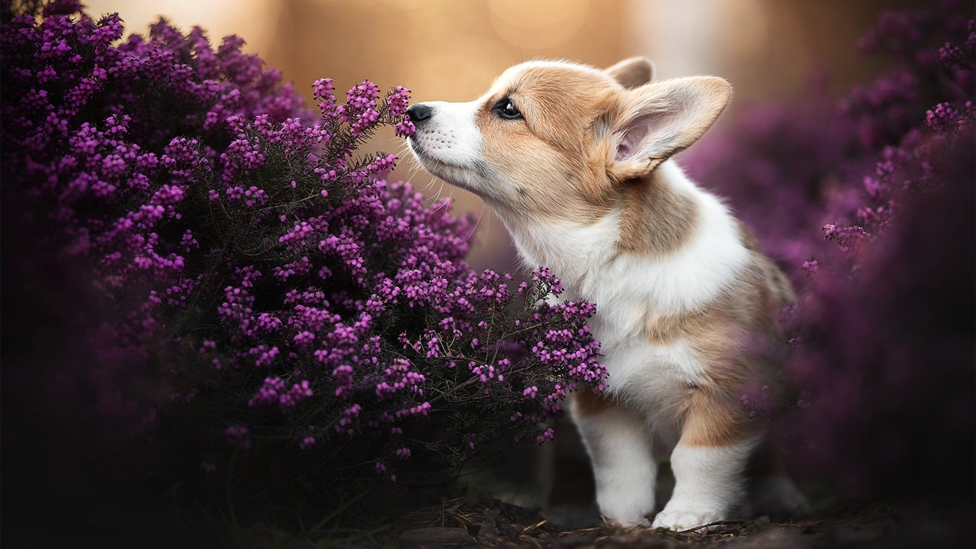 爵士钢铁交响曲，当团队火力的洪流中，利拉德化为最尖锐的利刃