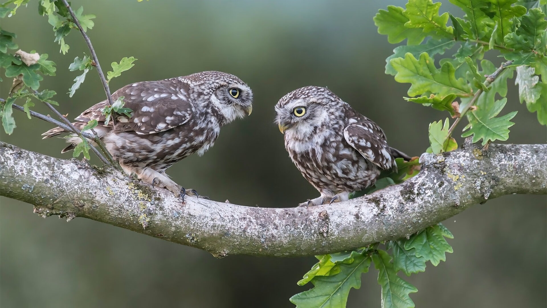 战术枢纽哈弗茨，从转换核心到牙买加奇迹—解析现代足球的齿轮效应