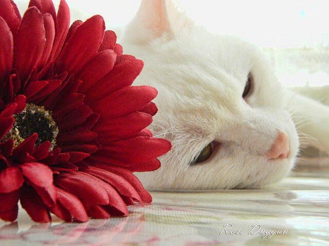 蛰刺帝国,莫兰特第三节风暴将篮网巨舰熔为废铁