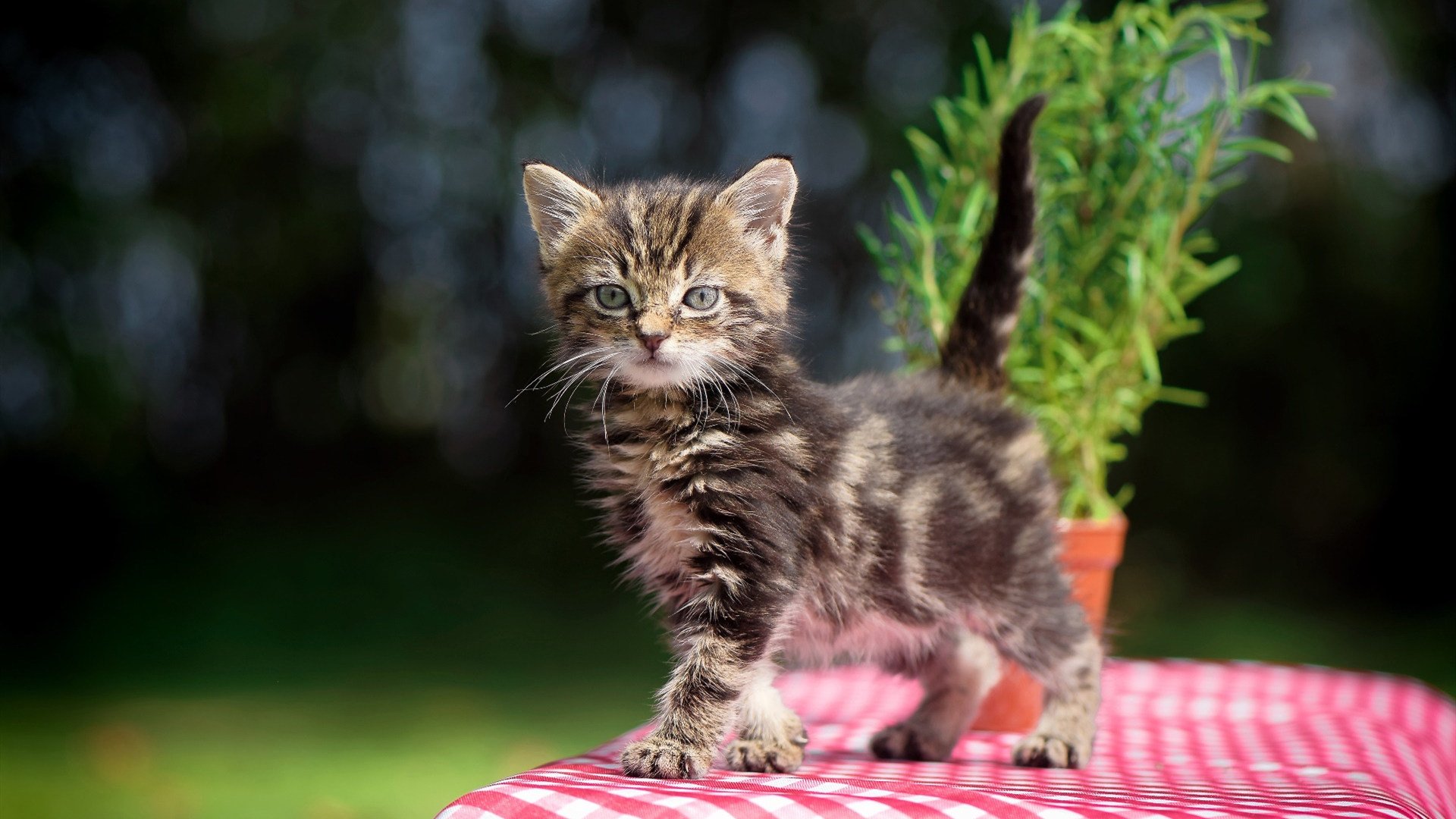 冰冷绝杀与滚烫意志，当布伦森撕碎勇士的庆功香槟