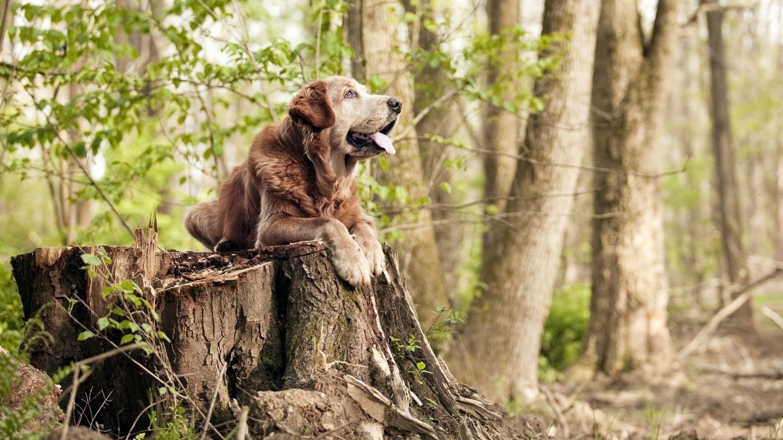从群嘲到主宰，恩佐的沉默手术刀，切开年度焦点之战的黑夜