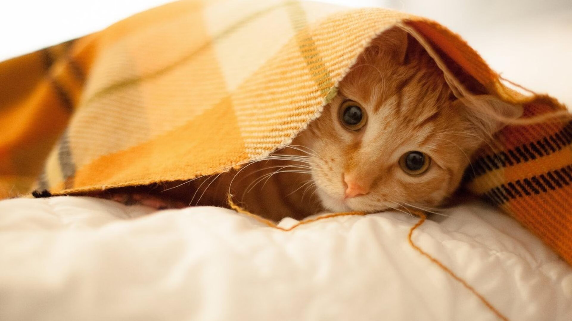 开云体育入口-欧文跨越疆界的火焰，当76人的生死战遇上广东的钢铁洪流