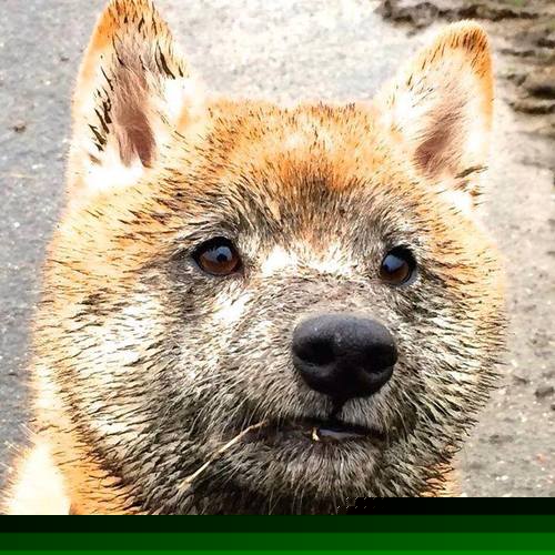 爵士完胜国王,从西部搬家到东决,戈贝尔终于赢回了自己的头条