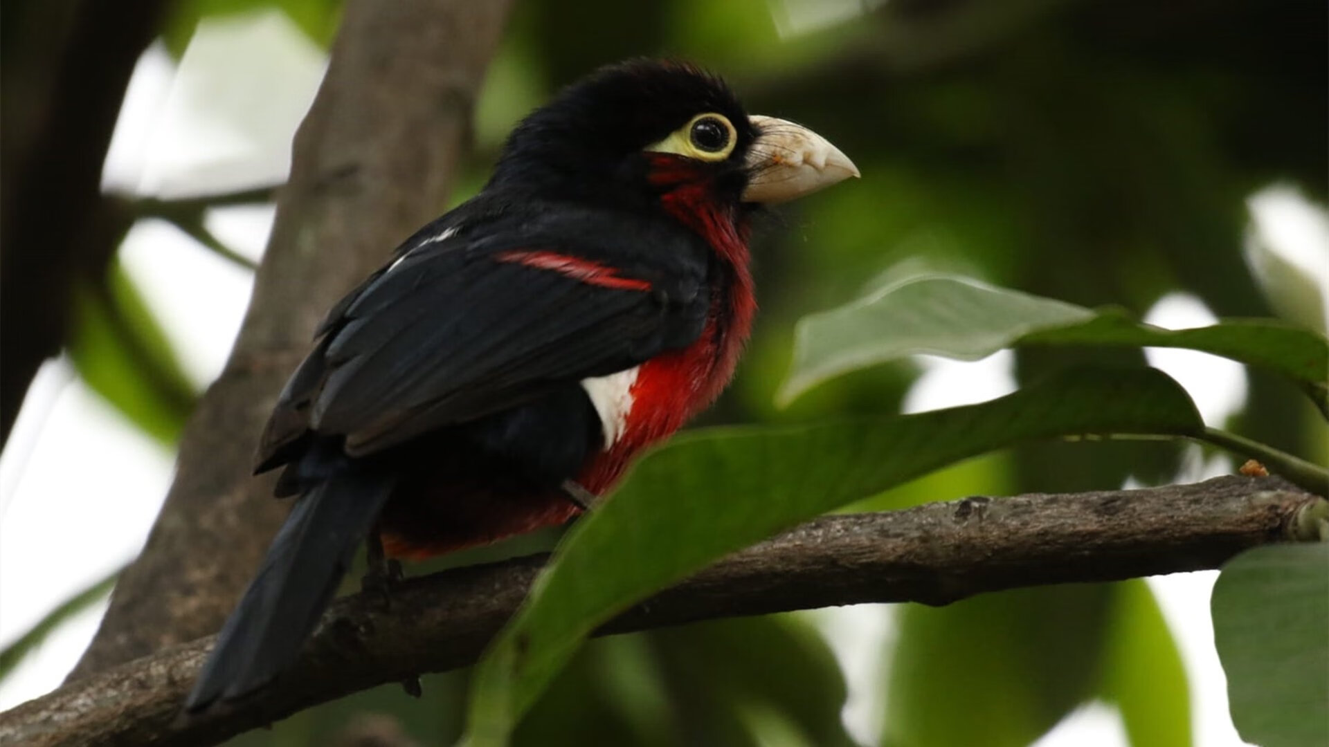 绝境之王！蒂亚戈单刀定乾坤，乌拉圭奇迹逆转曼城