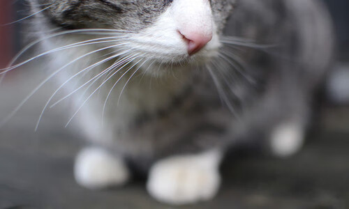 进攻狂潮，奥利维耶无人能挡，洪都拉斯血拼加拿大