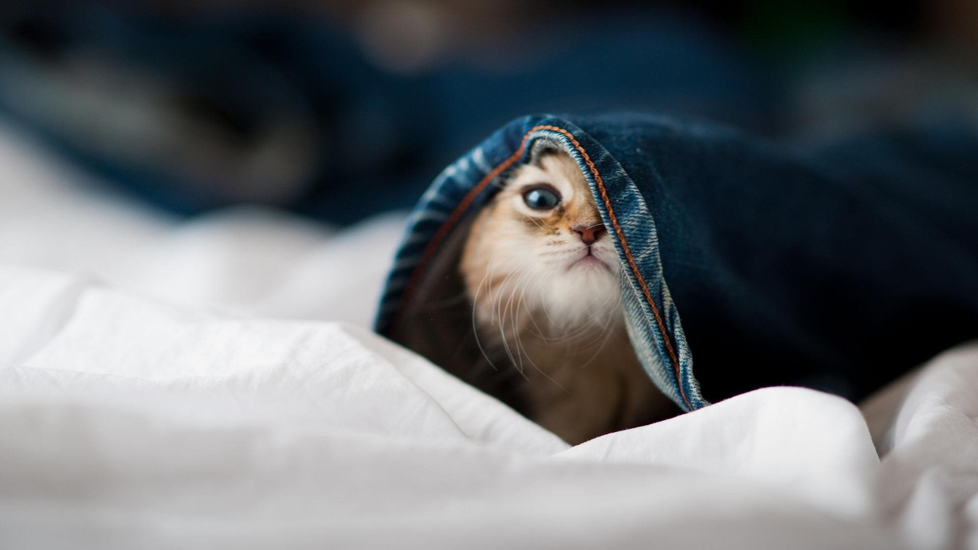 开云体育官网-划过洛城夜幕的异星轨迹，文班亚马用一场球重定义篮球未来